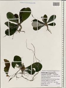 Paraboea neurophylla (Collett & Hemsley) B.L. Burtt, Зарубежная Азия (ASIA) (Вьетнам)