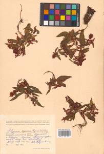 Кенигия аянская (Regel & Tiling) J.H.Xue, Chepinoga & K.P.Ma, Сибирь, Дальний Восток (S6) (Россия)