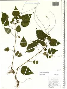 Circaea ×intermedia Ehrh., Восточная Европа, Белоруссия (E3a) (Белоруссия)