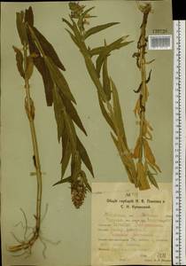 Чистец болотный L., Сибирь, Западная Сибирь (S1) (Россия)