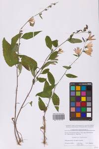 Колокольчик рапунцелевидный L., Восточная Европа, Московская область и Москва (E4a) (Россия)