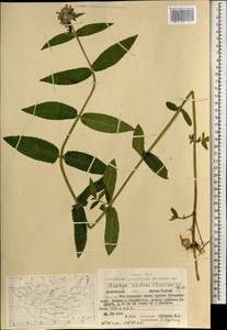 Чистец Ридера Cham., Монголия (MONG) (Монголия)