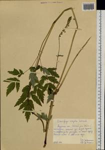 Клопогон простой (DC.) Wormsk. ex Fisch. & C.A.Mey., Сибирь, Дальний Восток (S6) (Россия)