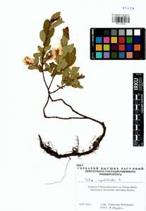 Ива черничная L., Сибирь, Прибайкалье и Забайкалье (S4) (Россия)