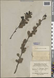 Барбарис разноножковый Schrenk, Средняя Азия и Казахстан, Памир и Памиро-Алай (M2) (Таджикистан)