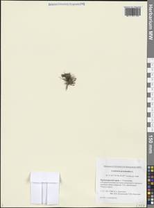 Ложечница гренладская L., Сибирь, Центральная Сибирь (S3) (Россия)