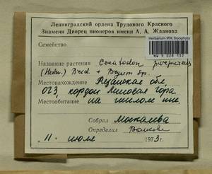 Ceratodon purpureus (Hedw.) Brid., Гербарий мохообразных, Мхи - Центральное Нечерноземье (B6) (Россия)