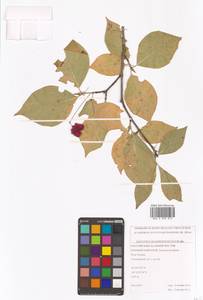 Бересклет сахалинский (F.Schmidt) Maxim., Сибирь, Дальний Восток (S6) (Россия)