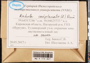 Radula complanata (L.) Dumort., Гербарий мохообразных, Мхи - Пермский край, Удмуртия, Свердловская и Кировская области (B8) (Россия)