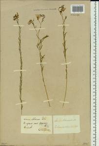 Linum perenne subsp. perenne, Сибирь, Прибайкалье и Забайкалье (S4) (Россия)