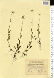 Нивяник обыкновенный, Поповник Lam., Восточная Европа, Белоруссия (E3a) (Белоруссия)