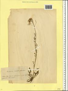 Cardamine pratensis subsp. dentata (Schult.) Celak., Восточная Европа, Белоруссия (E3a) (Белоруссия)