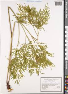 Cenolophium fischeri (Spreng.) W.D.J.Koch, Восточная Европа, Центральный лесостепной район (E6) (Россия)