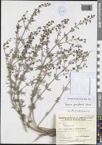 Teucrium parviflorum Schreb., Кавказ, Армения (K5) (Армения)