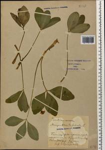 Вахта трехлистная L., Кавказ, Азербайджан (K6) (Азербайджан)