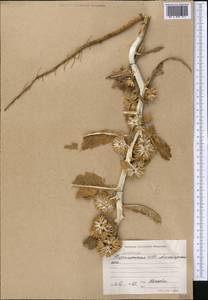 Cousinia annua C. Winkl., Средняя Азия и Казахстан, Каракумы (M6) (Туркмения)