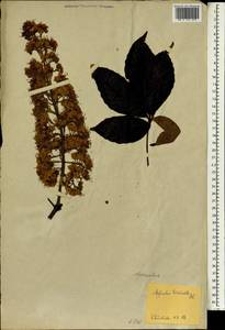 Aesculus turbinata Blume, Зарубежная Азия (ASIA) (Япония)