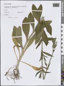 Дрема белая (Mill.) Greuter & Burdet, Сибирь, Западная Сибирь (S1) (Россия)