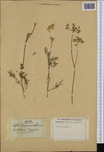 Hippomarathrum vulgare Borkh., Западная Европа (EUR) (Неизвестно)