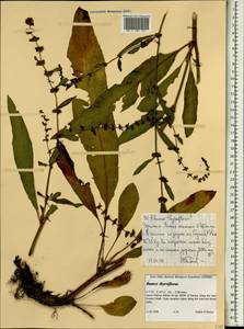 Щавель, Африка (AFR) (Эфиопия)