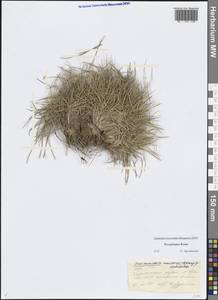 Щучка, Восточная Европа, Северный район (E1) (Россия)