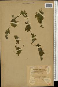 Сальвиния плавающая (L.) All., Кавказ, Азербайджан (K6) (Азербайджан)