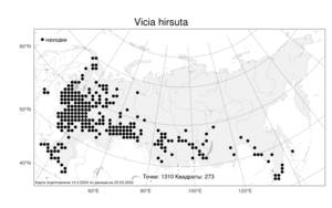 Vicia hirsuta, Горошек волосистый (L.) Gray, Атлас флоры России (FLORUS) (Россия)