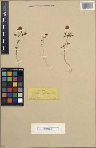 Trifolium brutium Ten., Зарубежная Азия (ASIA) (Турция)