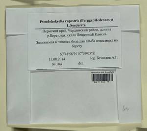 Pseudoleskeella rupestris (Berggr.) Hedenäs & L. Söderstr., Гербарий мохообразных, Мхи - Пермский край, Удмуртия, Свердловская и Кировская области (B8) (Россия)