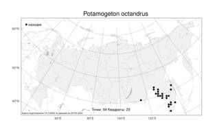 Potamogeton octandrus, Рдест восьмитычинковый Poir., Атлас флоры России (FLORUS) (Россия)