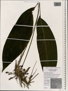 Aspidistra multiflora Aver. & Tillich, Зарубежная Азия (ASIA) (Вьетнам)