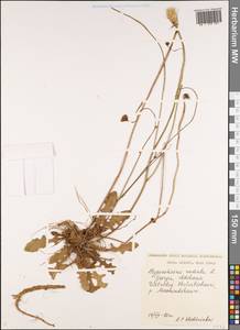 Пазник укореняющийся L., Кавказ, Грузия (K4) (Грузия)