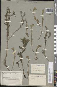 Buglossoides rochelii (Friv.) Stoyanov, Mátis & Sennikov, Восточная Европа, Нижневолжский район (E9) (Россия)