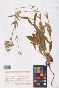 Смолевка обыкновенная, Хлопушка (Moench) Garcke, Восточная Европа, Восточный район (E10) (Россия)