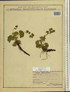 Манжетка шершавостебельная H.Lindb., Восточная Европа, Северный район (E1) (Россия)