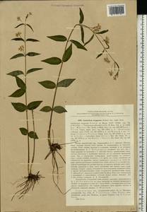 Vincetoxicum hirundinaria subsp. stepposum (Pobed.) Markgr., Восточная Европа, Волжско-Камский район (E7) (Россия)