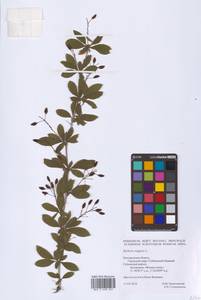 Барбарис обыкновенный L., Восточная Европа, Центральный лесостепной район (E6) (Россия)