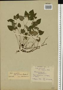 Viola ×kiliensis E. H. L. Krause, Восточная Европа, Северо-Западный район (E2) (Россия)