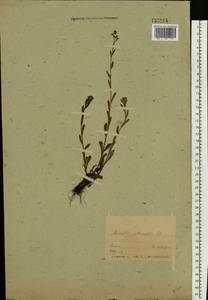 Незабудка полевая (L.) Hill, Восточная Европа, Белоруссия (E3a) (Белоруссия)