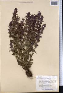 Змееголовник поникший L., Средняя Азия и Казахстан, Джунгарский Алатау и Тарбагатай (M5) (Казахстан)