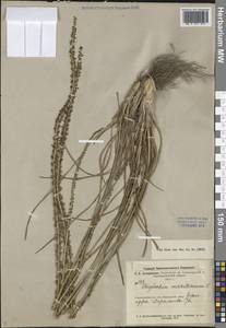 Триостренник приморский L., Средняя Азия и Казахстан, Муюнкумы, Прибалхашье и Бетпак-Дала (M9) (Казахстан)