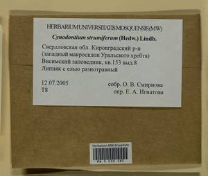 Cynodontium strumiferum (Hedw.) Lindb., Гербарий мохообразных, Мхи - Пермский край, Удмуртия, Свердловская и Кировская области (B8) (Россия)