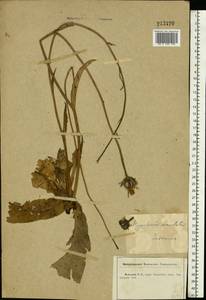 Trommsdorffia maculata (L.) Bernh., Восточная Европа, Центральный лесостепной район (E6) (Россия)