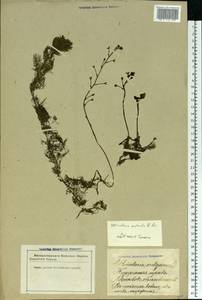 Utricularia ×australis R. Br., Восточная Европа, Латвия (E2b) (Латвия)