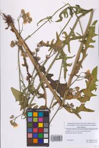 Скерда двулетняя L., Восточная Европа, Московская область и Москва (E4a) (Россия)