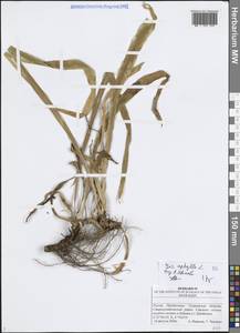 Ирис безлистный L., Восточная Европа, Средневолжский район (E8) (Россия)