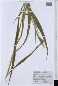 Ophiuros exaltatus (L.) Kuntze, Африка (AFR) (Эфиопия)