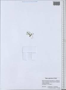 Мшанка моховидная (L.) Karst., Сибирь, Чукотка и Камчатка (S7) (Россия)