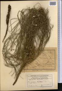 Хондрилла Боссэ Iljin, Средняя Азия и Казахстан, Муюнкумы, Прибалхашье и Бетпак-Дала (M9) (Казахстан)