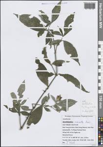 Strobilanthes echinata Wall. ex Nees, Зарубежная Азия (ASIA) (Вьетнам)